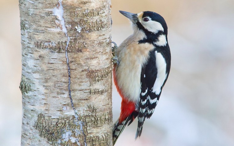 Розовый дятел