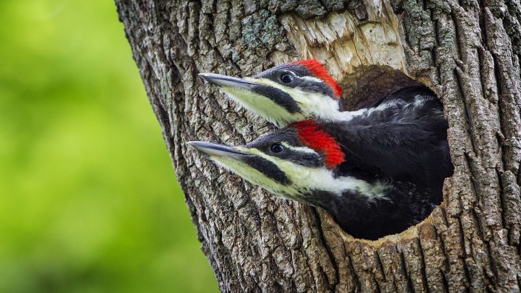 Пестрая птица