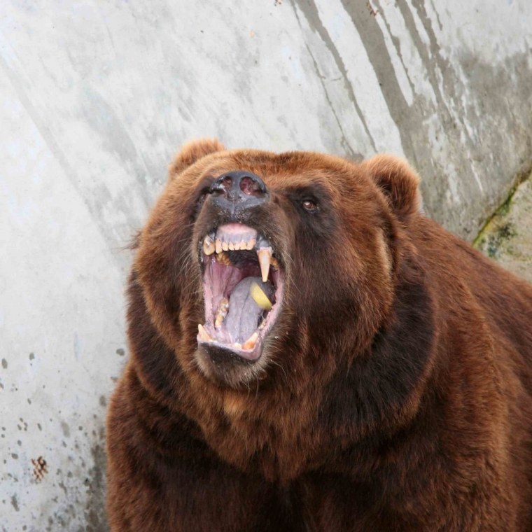 Медведь Гризли злой