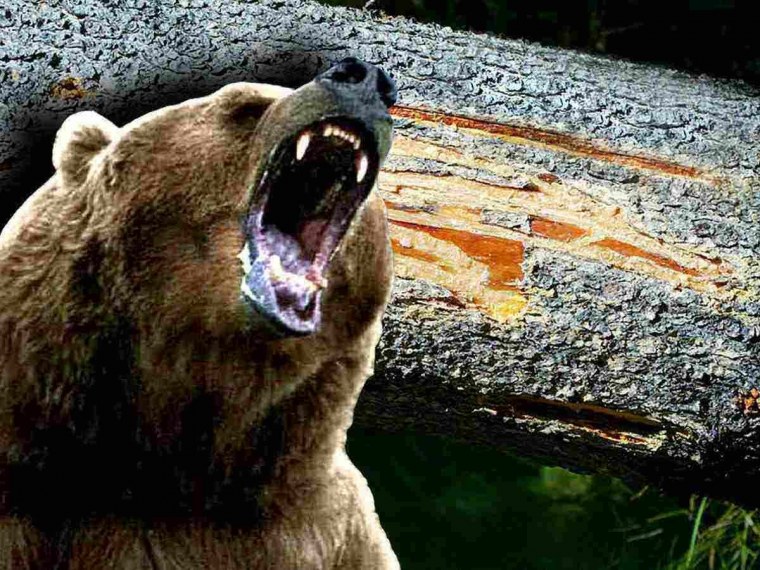 Медведь Гризли нападение