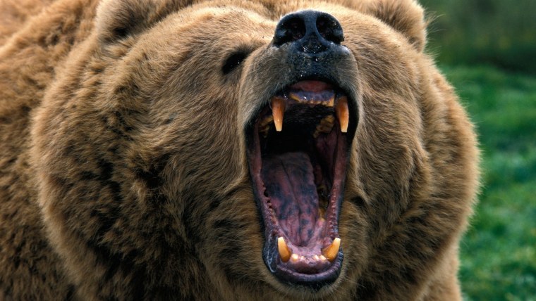 Злой медведь