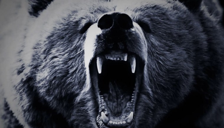 Оскал медведя Россия