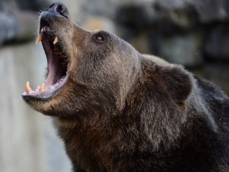 Cabelas Dangerous hunts 2011