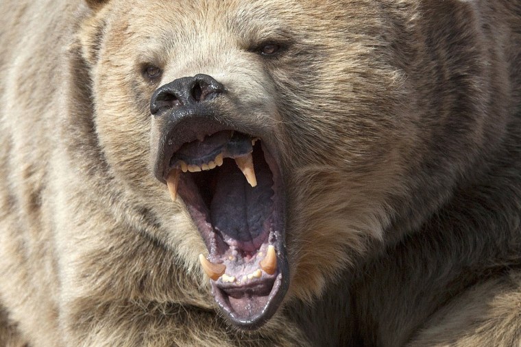 Оскал медведя тату эскиз