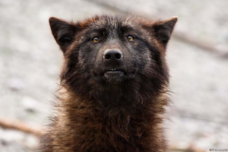 Удивленный волк