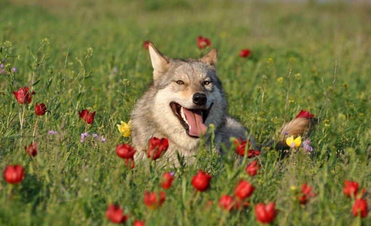 Веселый волк