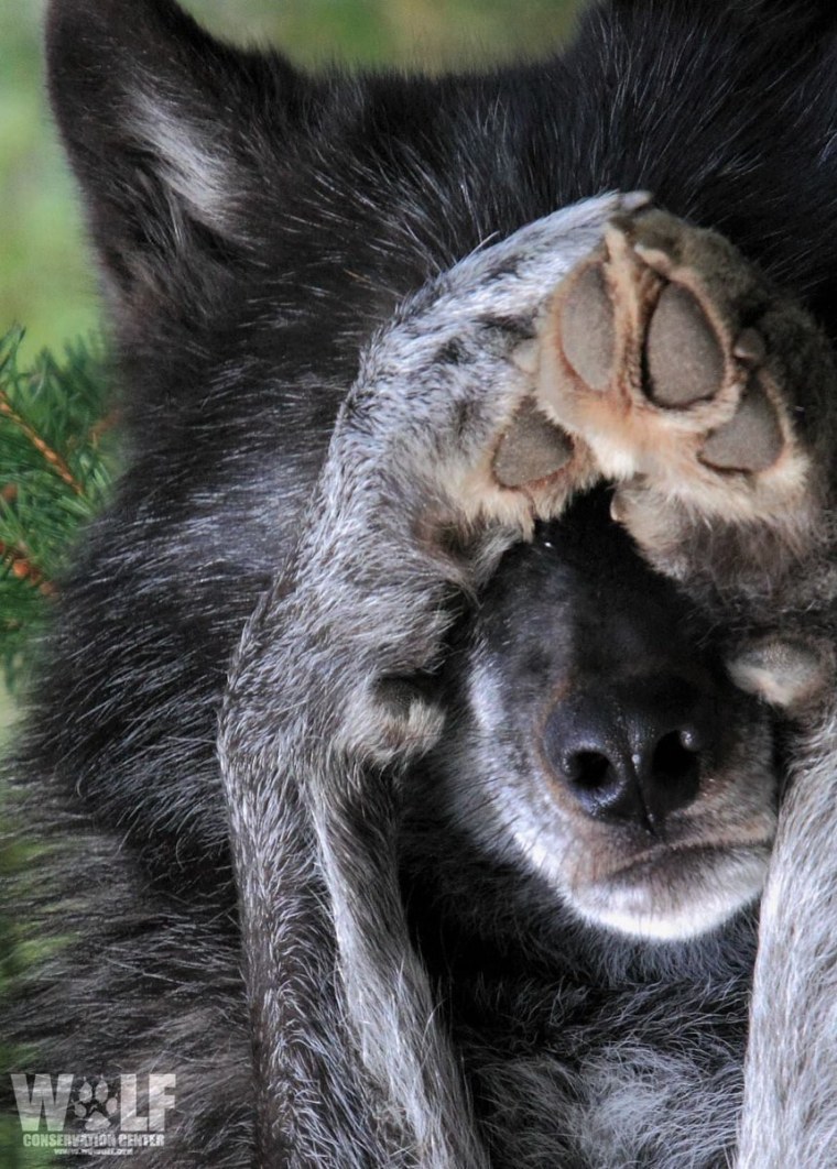 Забавный волк