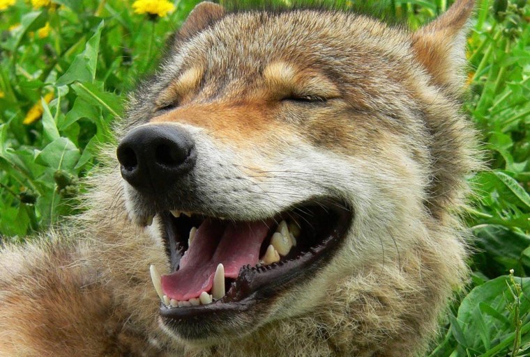 Довольный волк