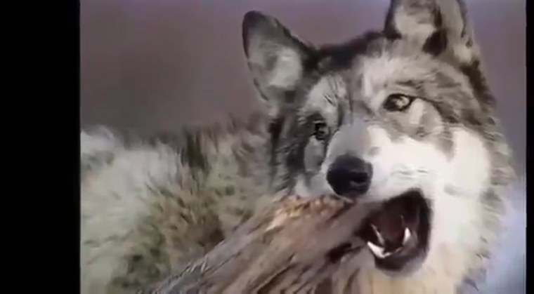 Самый смешной волк