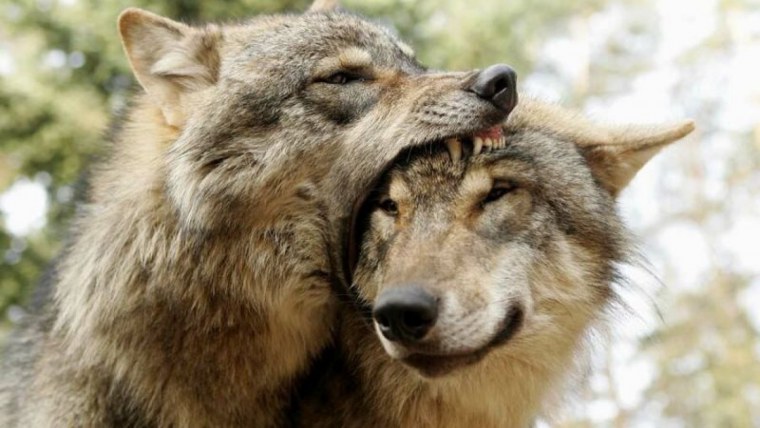 Волки целуются