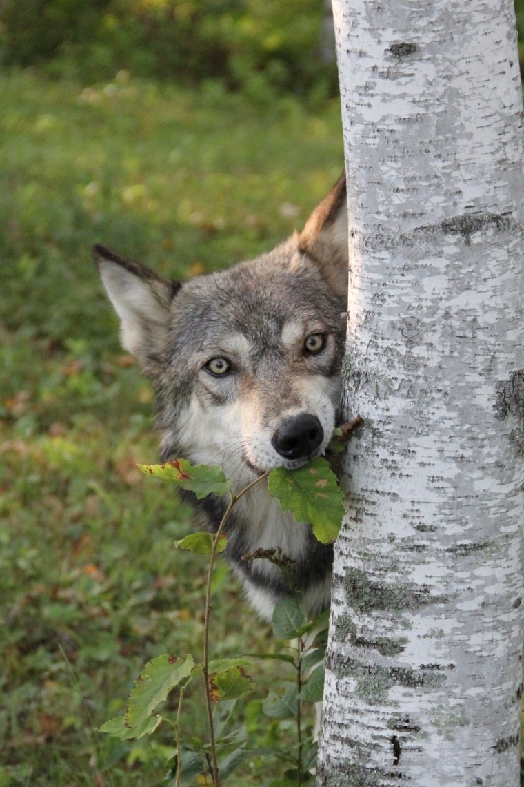 Смешной волк