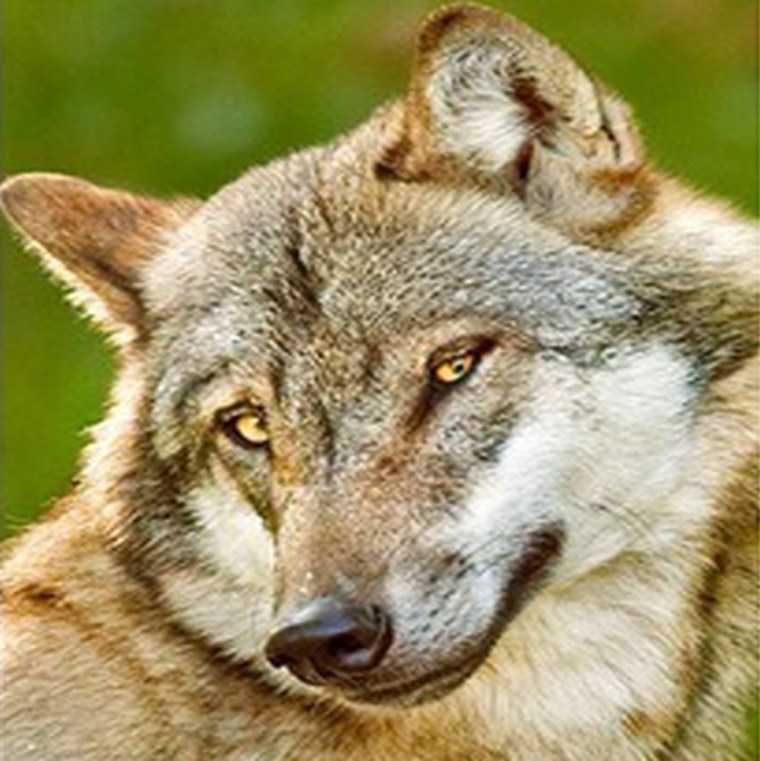 Волк улыбается