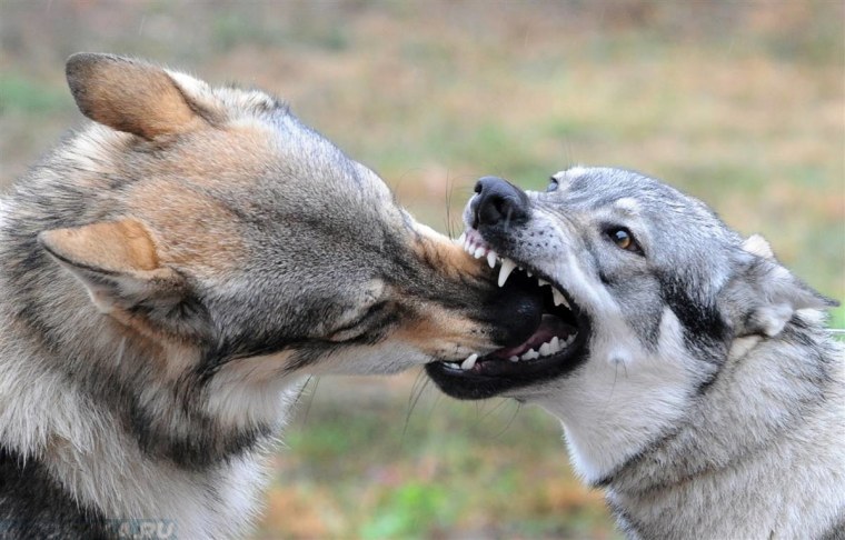 Агрессия животные