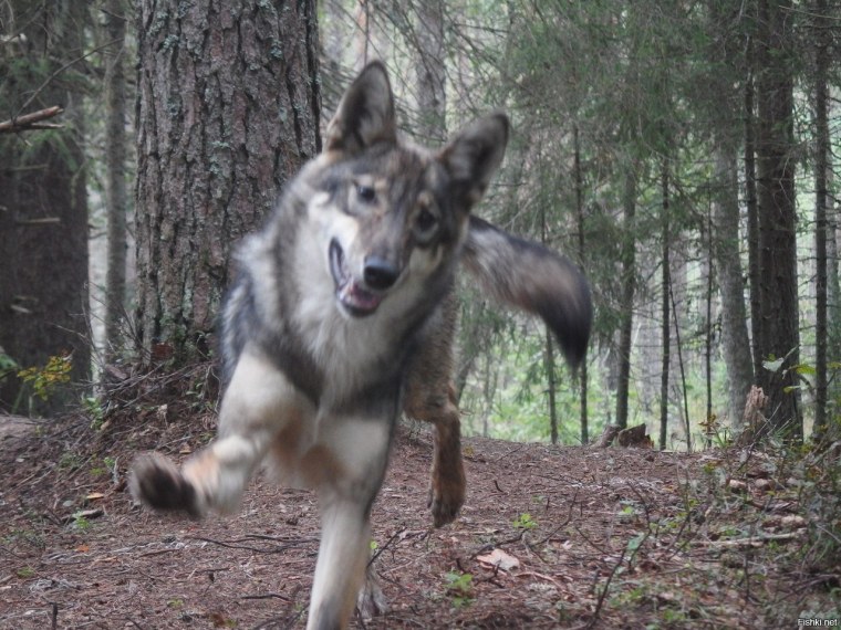 Шутки про волка