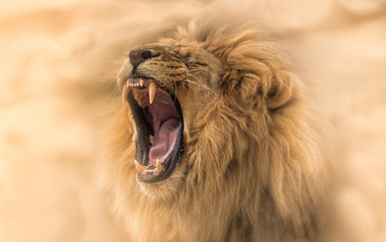 Лев рычит