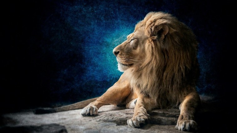 Красивый Лев HD