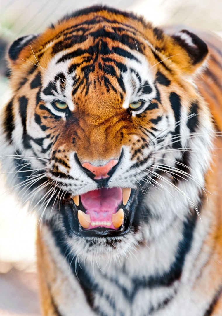 Тигр аватарка