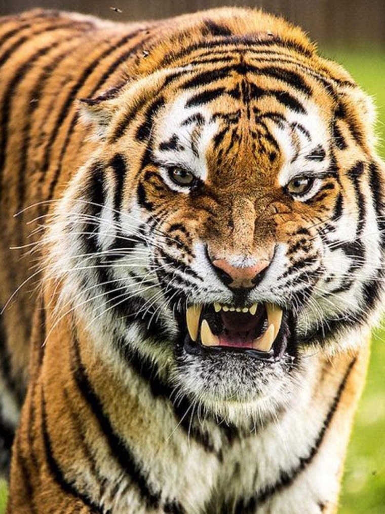 Тайгер тигр