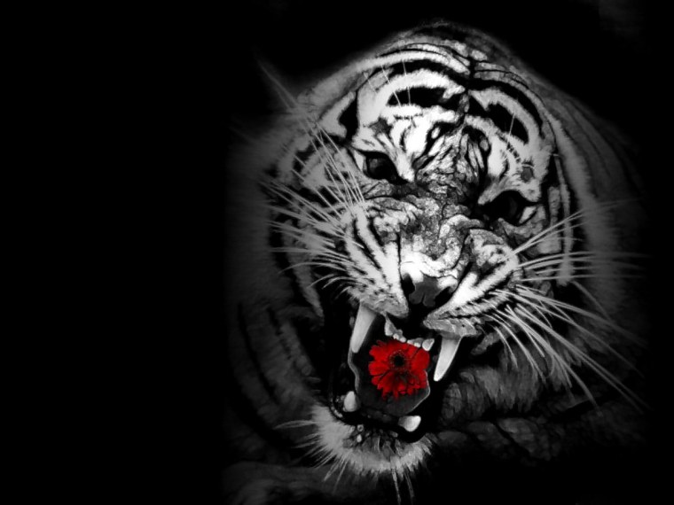 Тигр оскал черно белый
