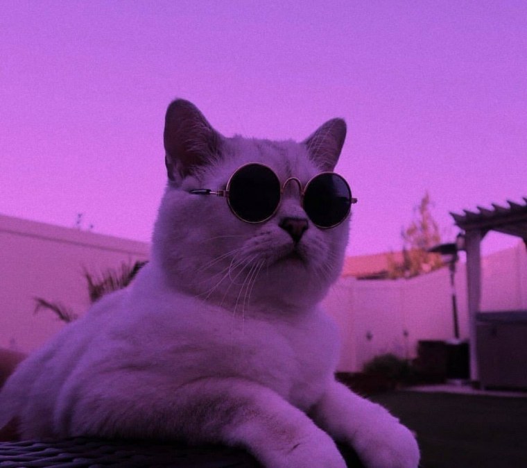 Фиолетовая Эстетика котик