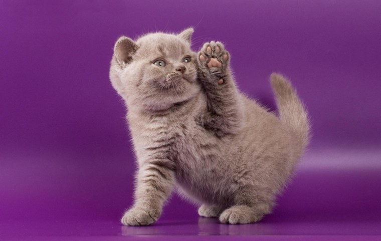 Лиловый цвет кота