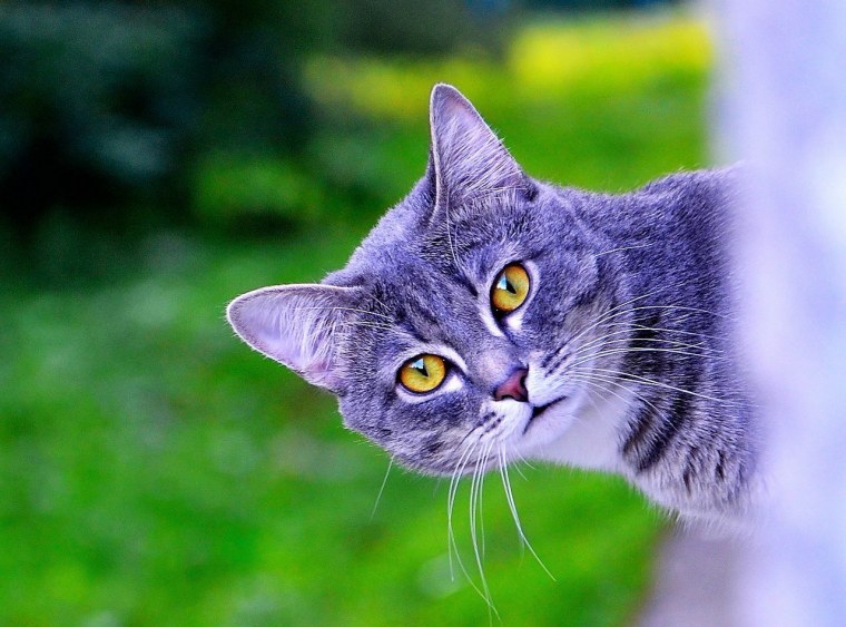 Кот на фиолетовом фоне