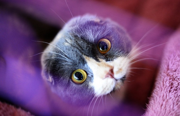 Фиолетовый вислоухий шотландец