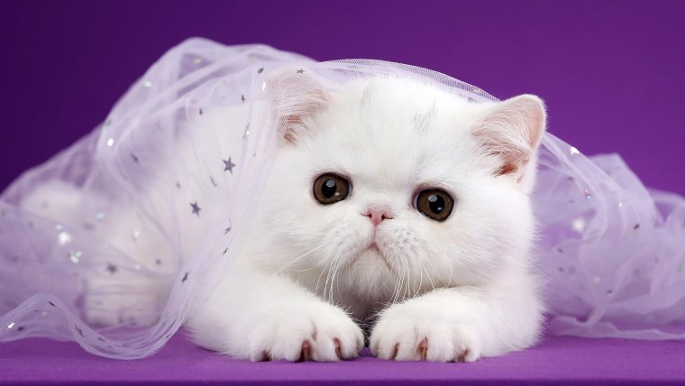 Кошка белая