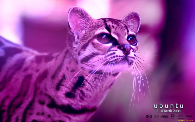 Фиолетовая кошка