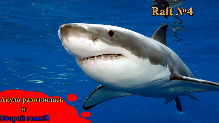 Херст акула