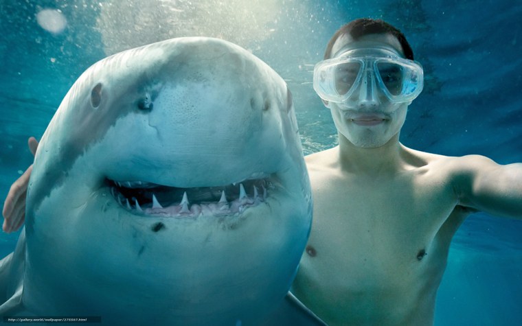 Акула для фотошопа