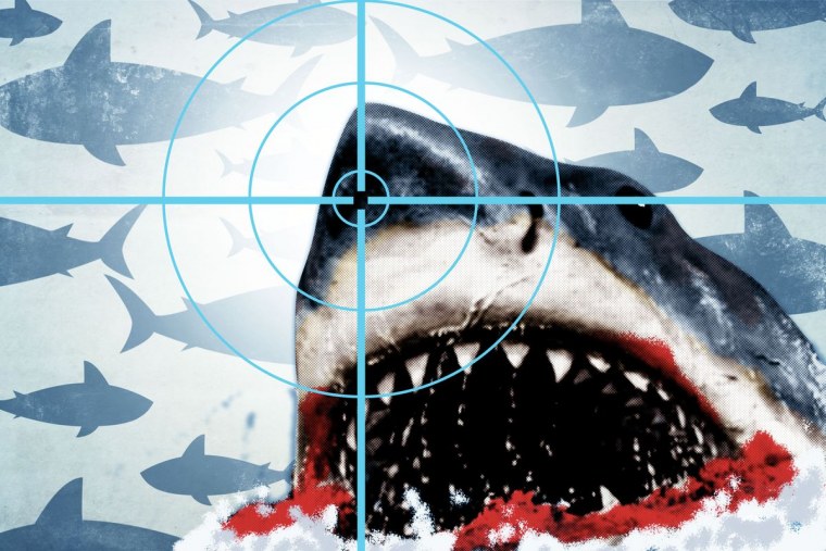 В поисках Немо акула бугор