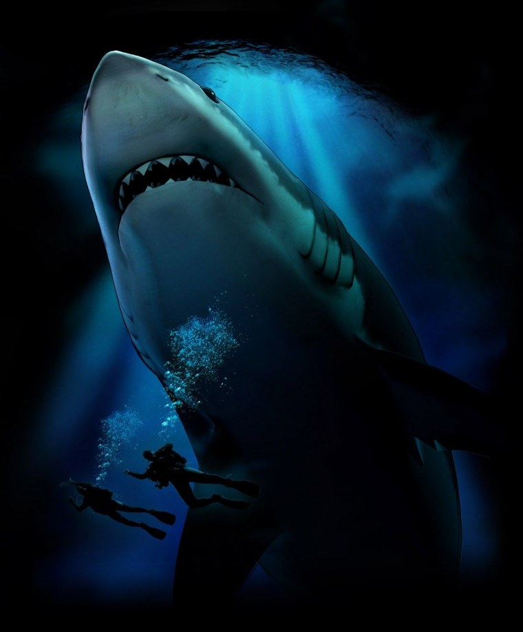 Волшебные очки. Акулы