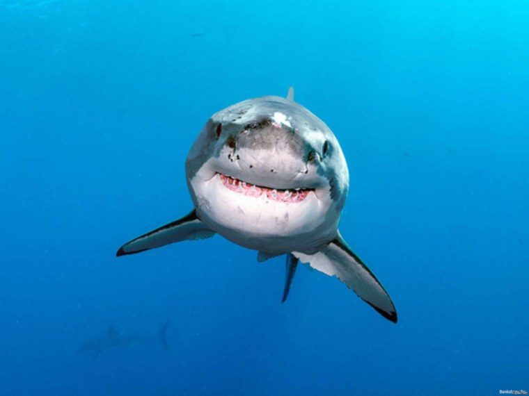 Акула символ