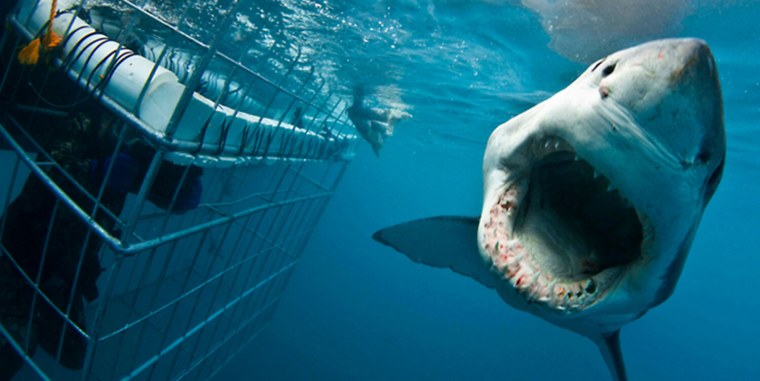 Маска акула для детей