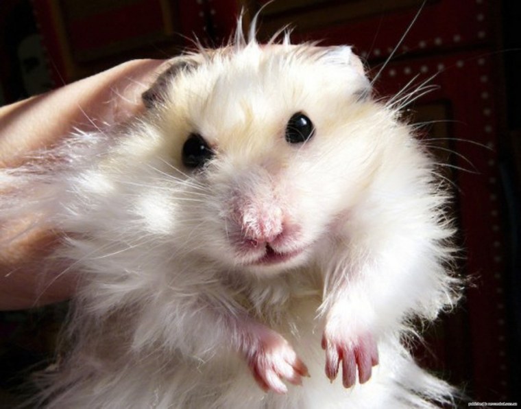 Боевой хомяк