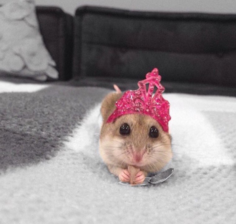 Хомячок сирийский персиковый