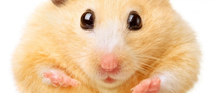 Костюм крысы