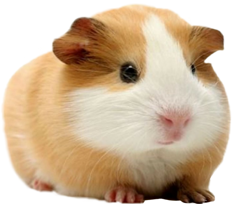 Очко хомяка