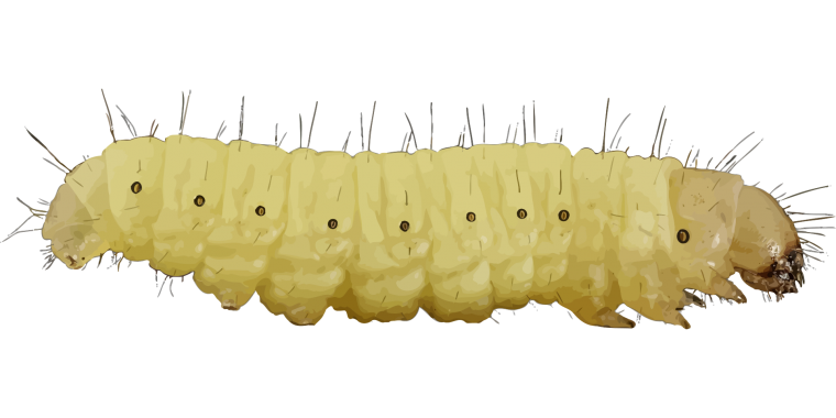 Гусеница на белом фоне