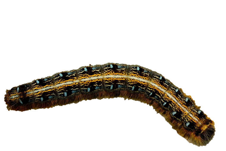 Гусеница без фона