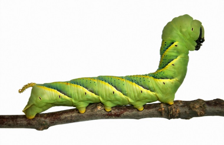 Гусеница клипарт