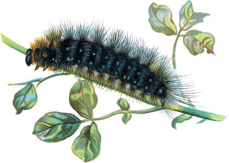 Весёлая гусеница