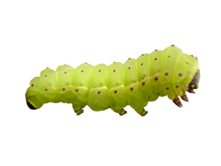 Гусеница вектор