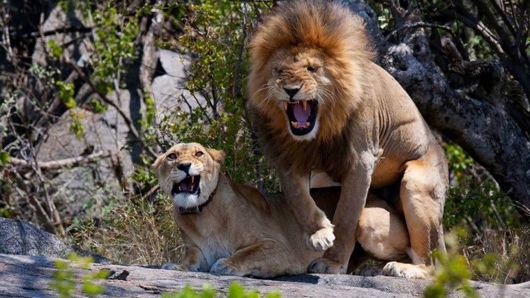 Забавный Лев