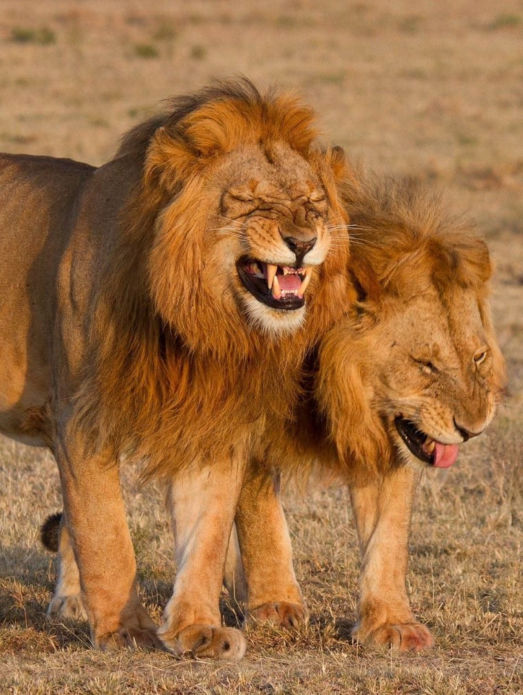 Лев улыбается