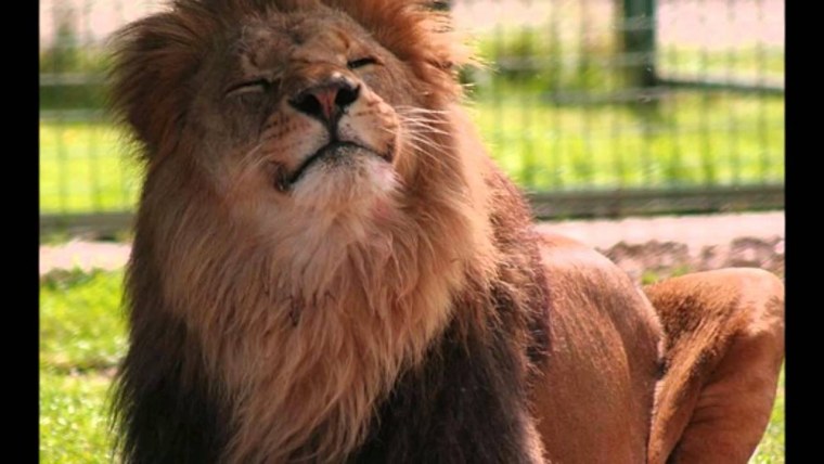 Лев улыбается