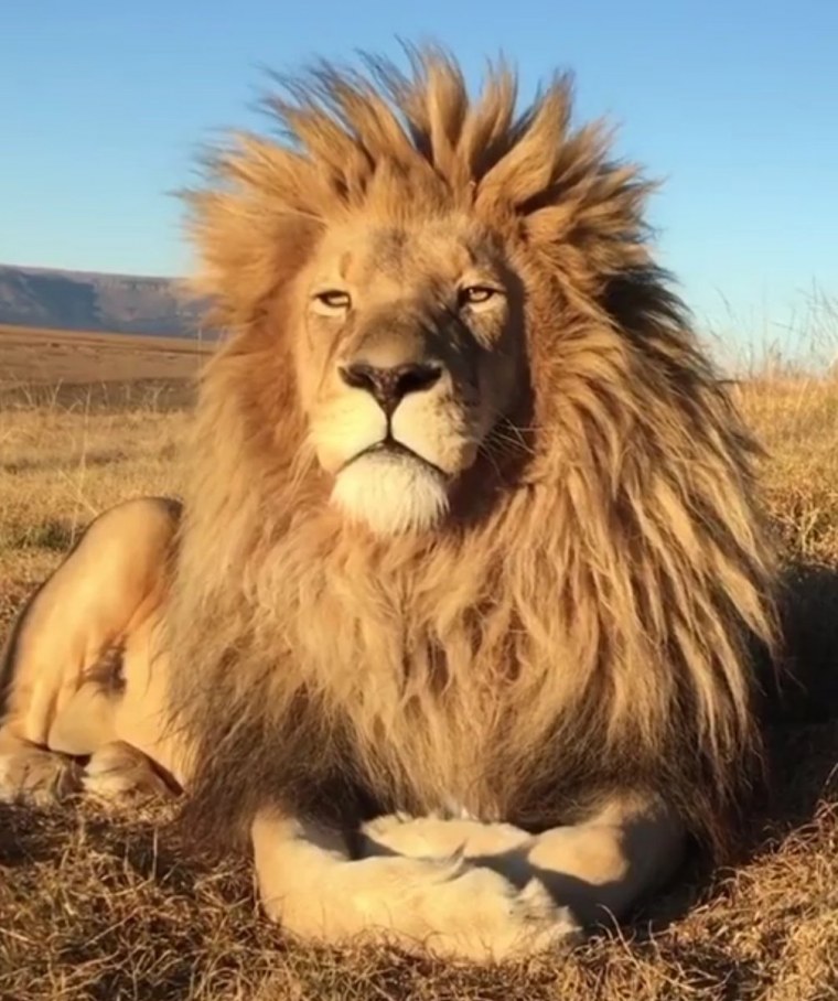 Лев весёлый