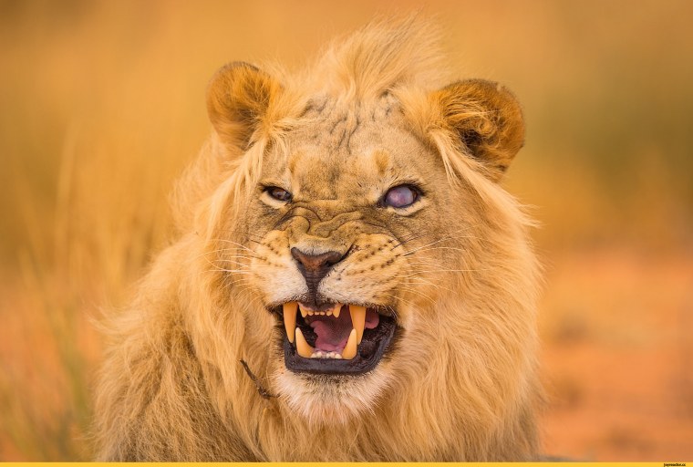 Удивленный Лев