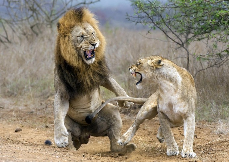 Агрессия животных